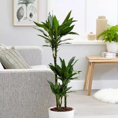 家居裝飾植物選什么好？駱丹給你支個(gè)招！
